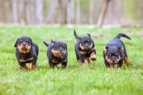 rottweiler dog price|rottweiler adoption cost.